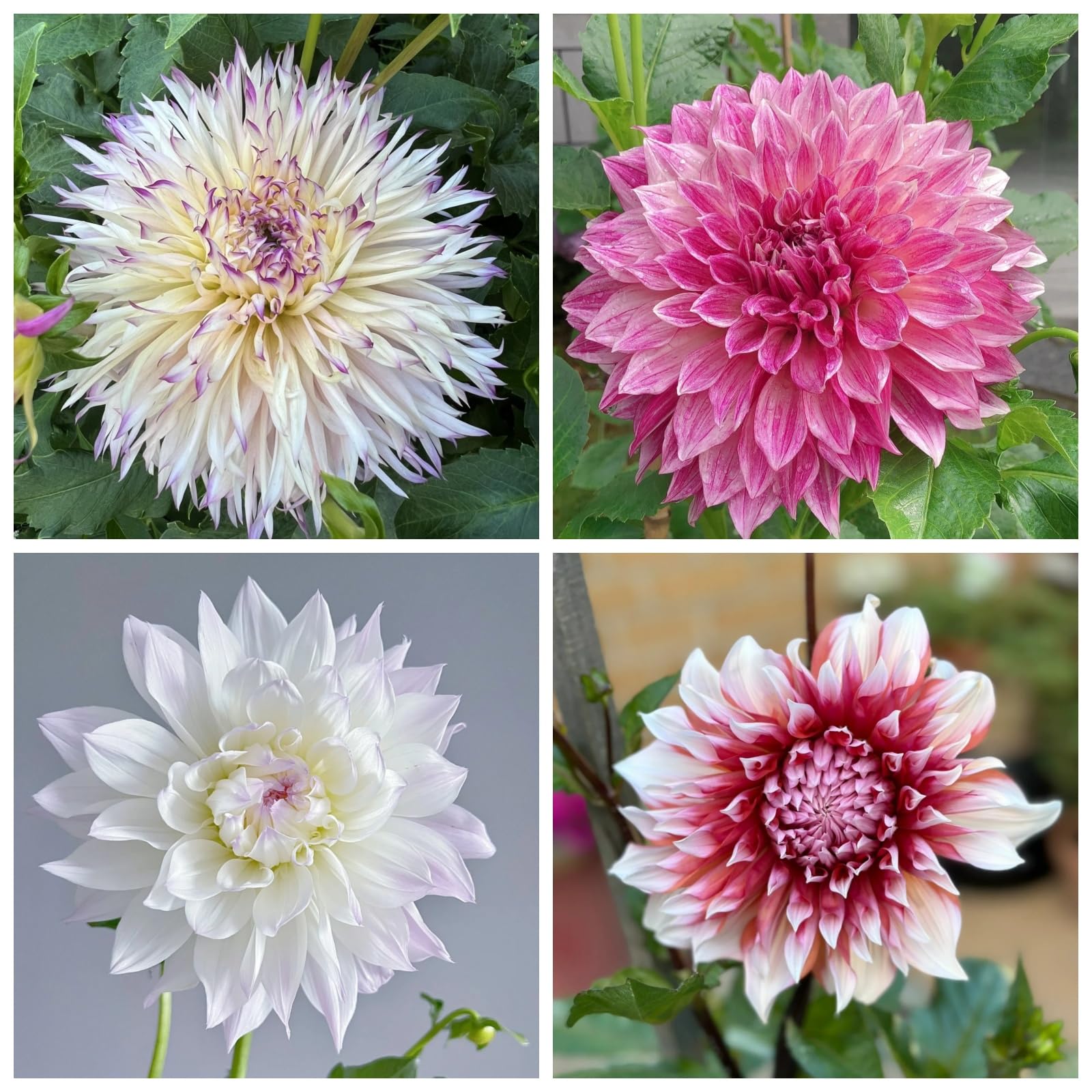 Greening Flower, Dahlia Bulbs, for Containers, Rare Plants, Easy Plant, Strong Plant, Now UK, Excellent Display, Natural Organic, 10bulbs-D