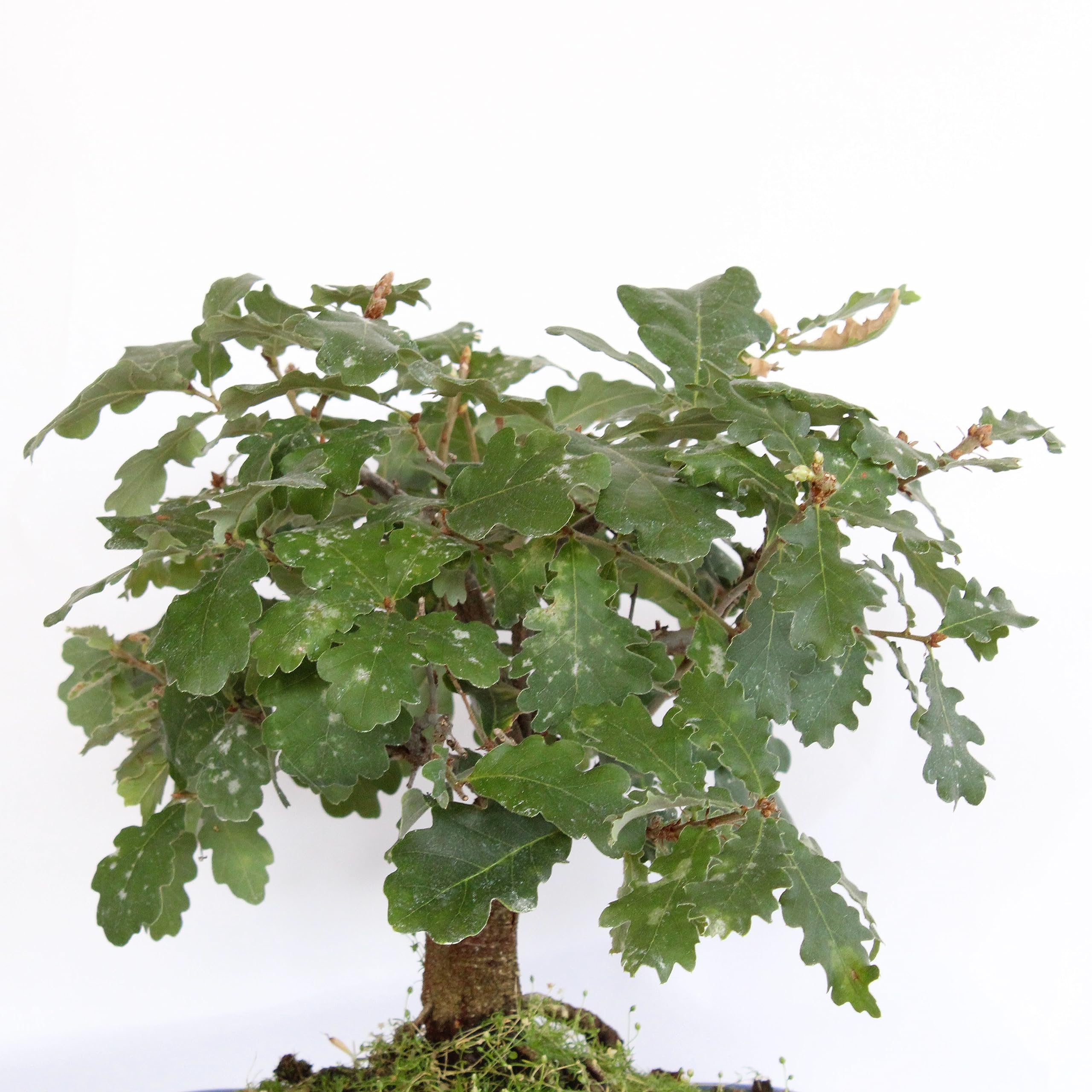 KENTIS - Bonsai di Quercus Pubescens - Quercia Roverella - Piante Vere da Esterno - Giardino Balcone Terrazzo - H 25-35 cm Vaso in Ceramica 21 cm