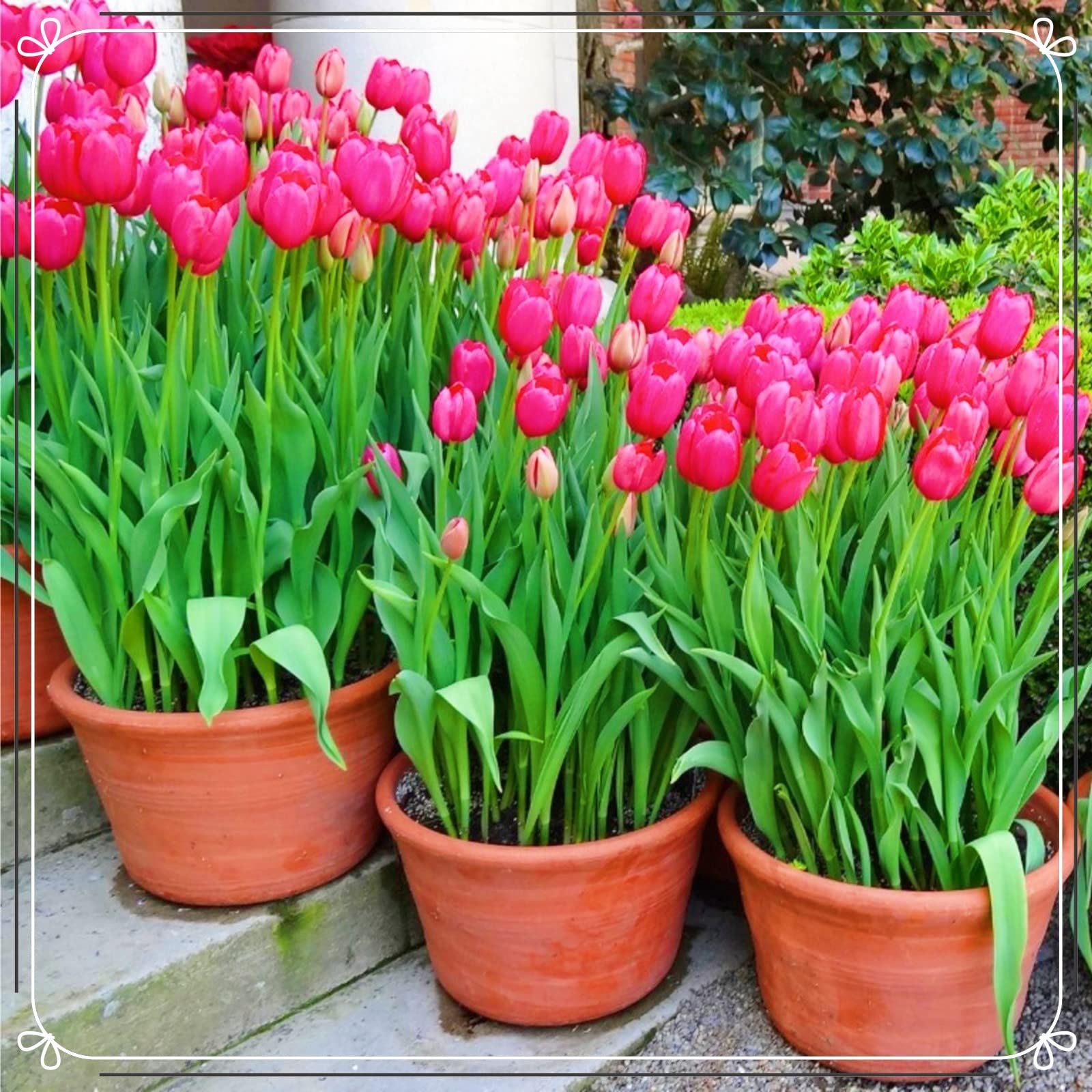 Bulbi Di Tulipano Rossi Bloomique - Confezione Da 20, Fioritura Primaverile, Altezza 50-55 Cm, Per Giardino E Vaso