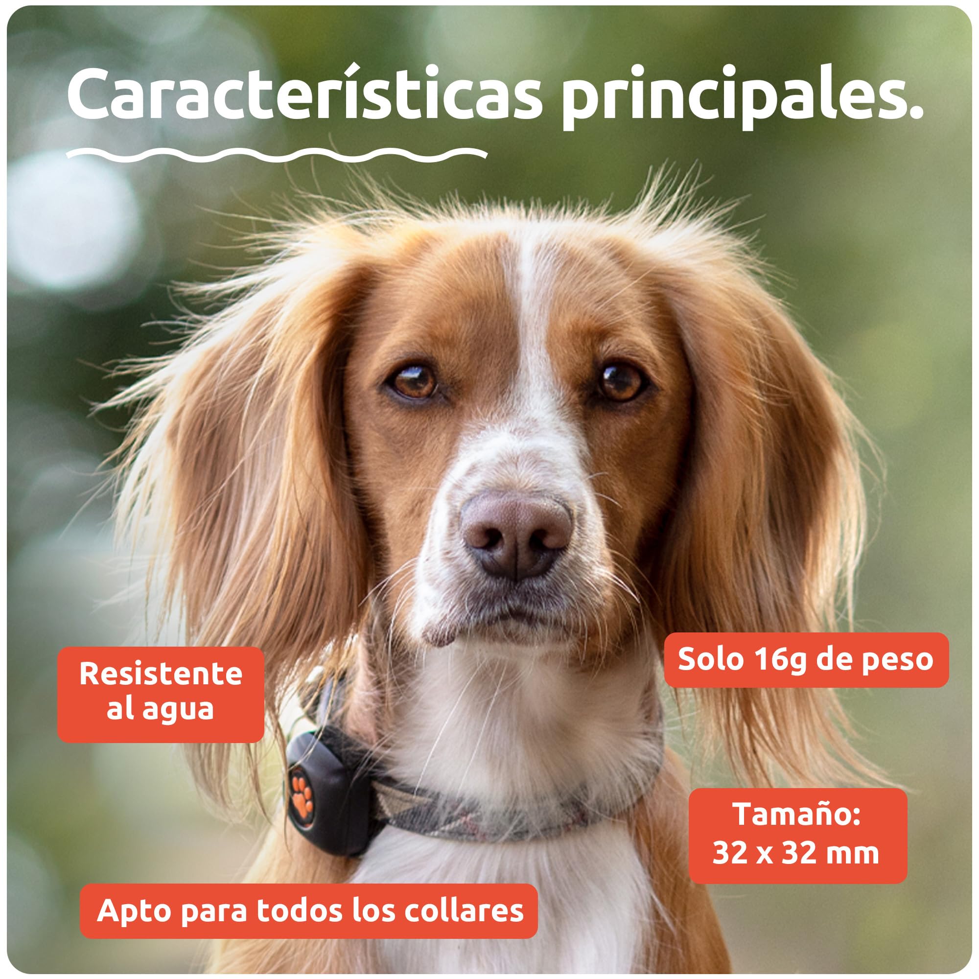 PitPat Rastreador de Actividad y Ejercicio para Perros (Sin GPS) - Inteligente, 100% Impermeable - Adecuado para Todos los Perros