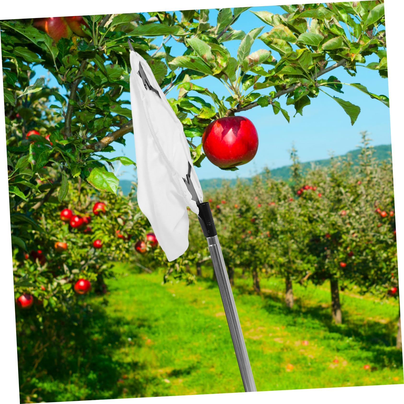 Toddmomy Recolectora de Frutas Ajustable con Cabeza de Herramienta de Recolección de Frutas para Duraznos y Manzanas Varilla Inoxidable de de y Usar