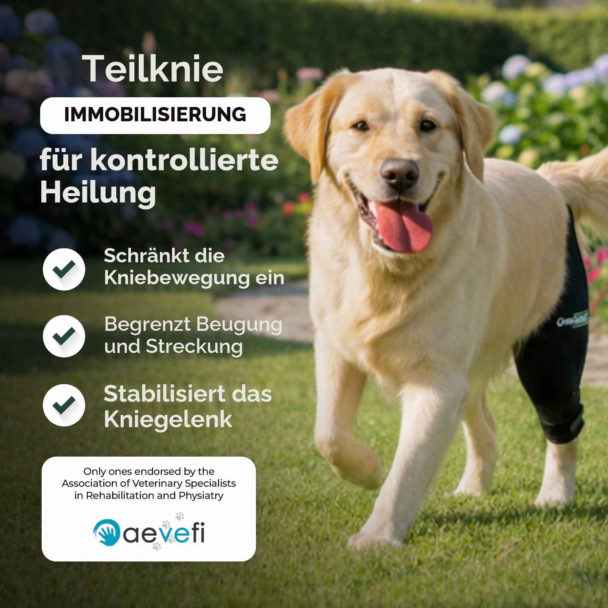 Ortocanis - Kniebandage mit Leckschutz Hund - Knieschiene Rechts Hinterbein - Kreuzbandriss, Kniescheibenluxation und nach Operationen - Speziellem Neopren - Größe: XXS de 20 a 22 cm