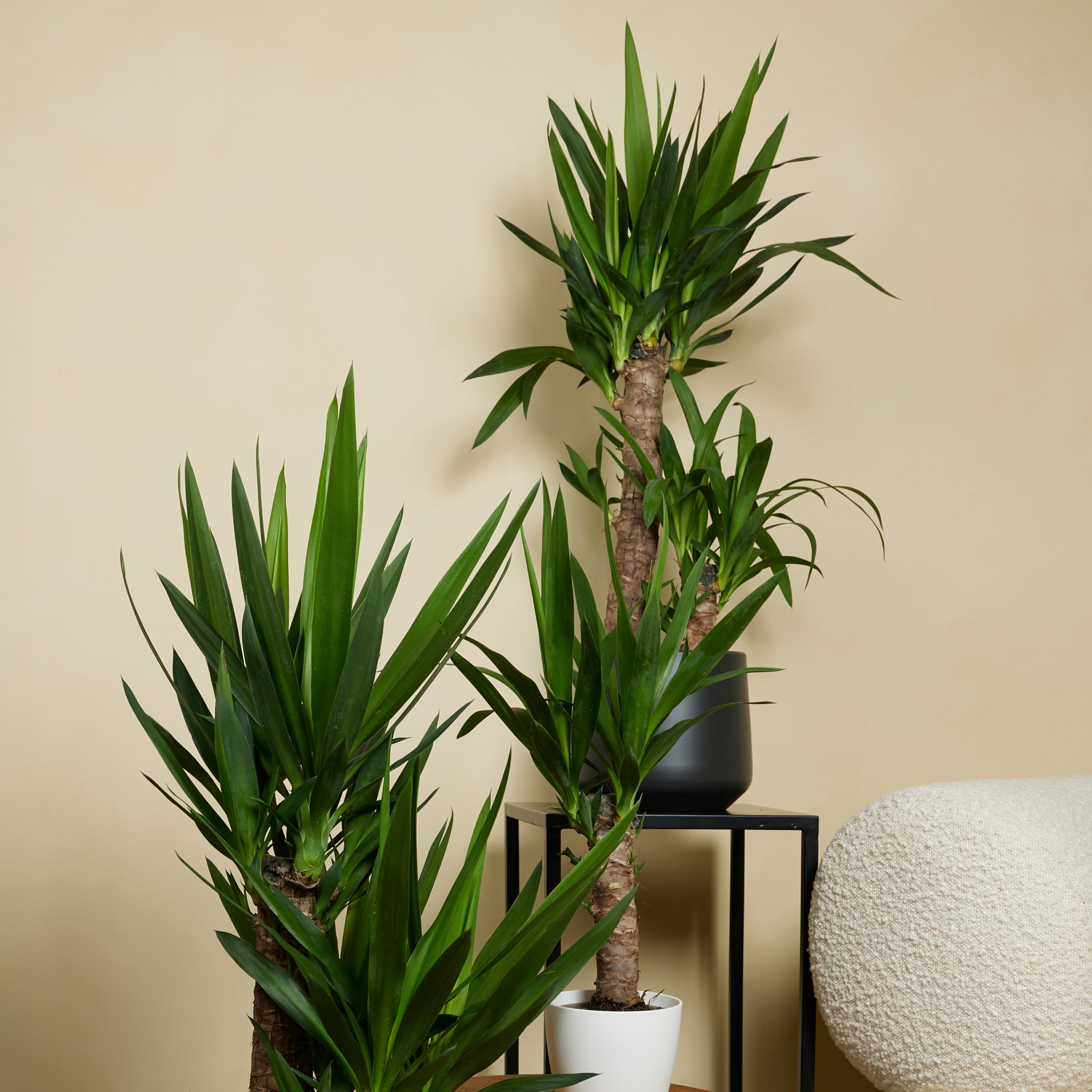 Bloomique - Set di 2 - Yucca elephantipes - Giglio delle palme - Pianta da interno - Purifica l’aria - Facile da curare - Alte 60-70 cm - Vaso 17 cm