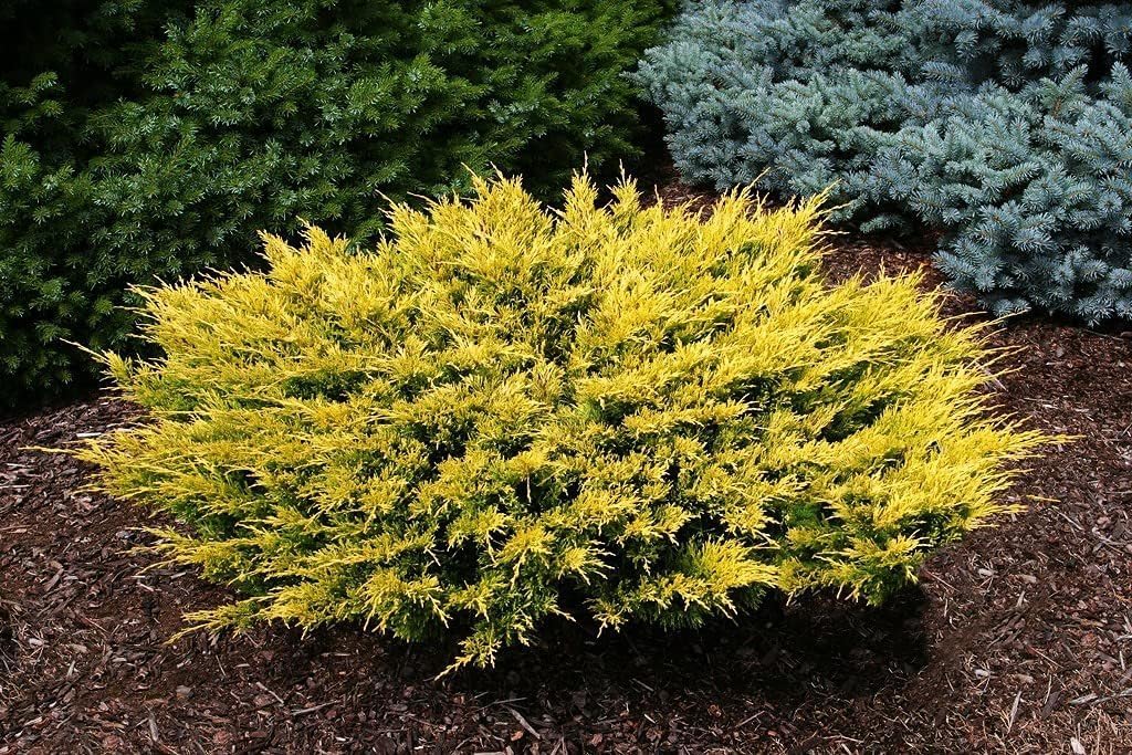 Lime Glow Juniper | 1 Live Gallon Size Plants | Juniperus Horizontalis | Cold Hardy Drought Tolerant Evergreen Groundcover