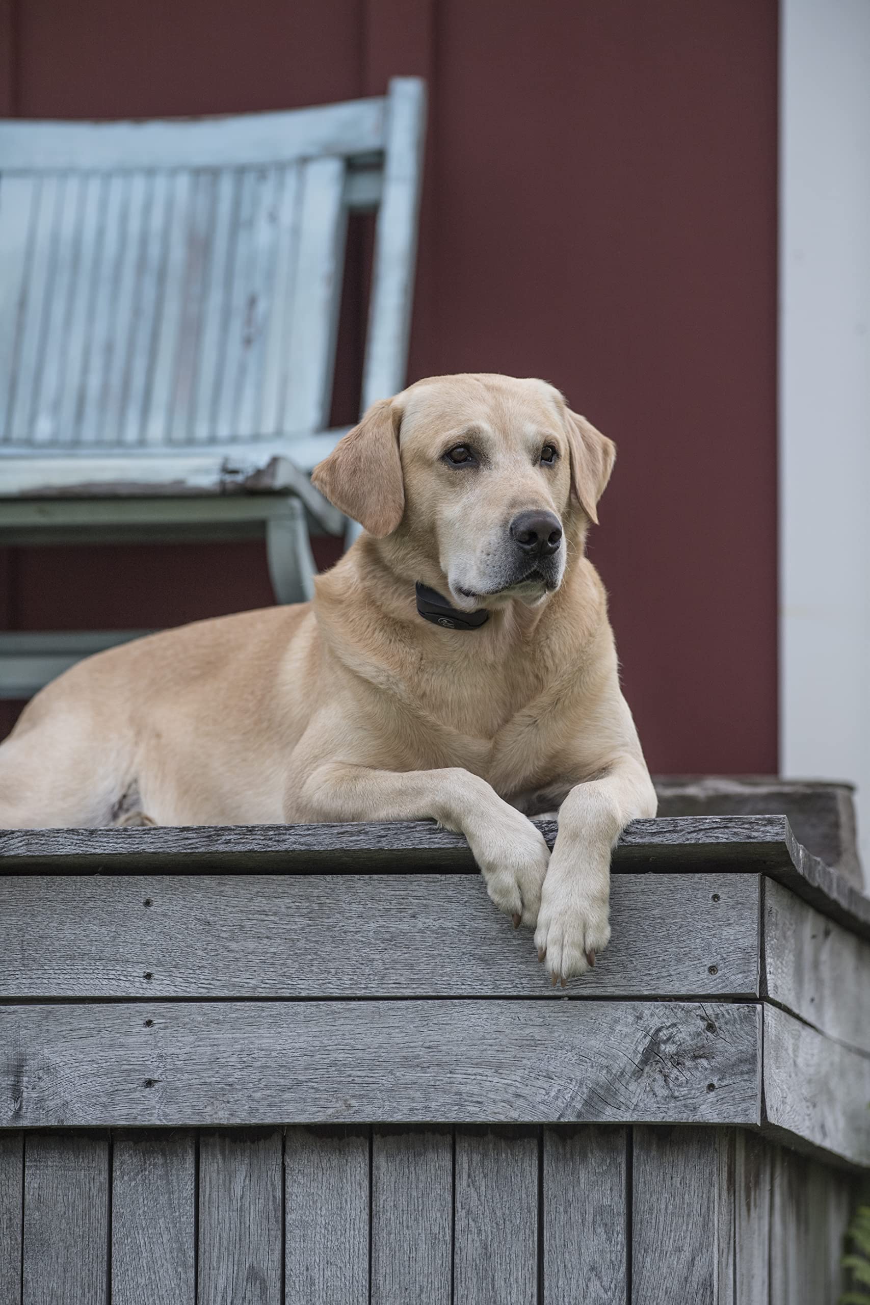 PetSafe SportDOG Collier Anti-aboiement NoBark SBC-8-E, Facile à Utiliser - étanche et Submersible - Pas de Programmation nécessaire