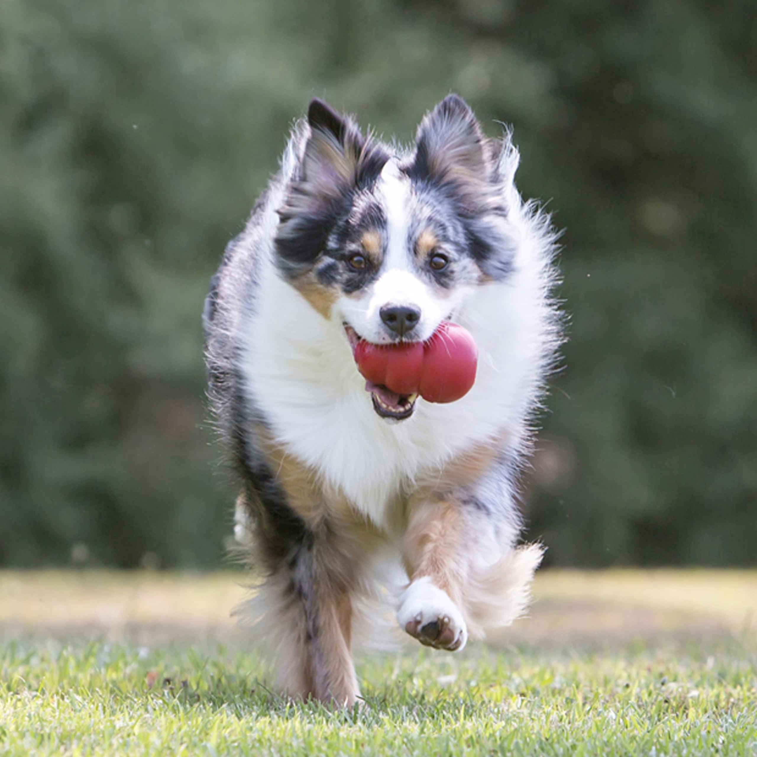 KONG Classic Stuffable Dog Toy Gomma Naturale Durevole per Cani Piccola Taglia