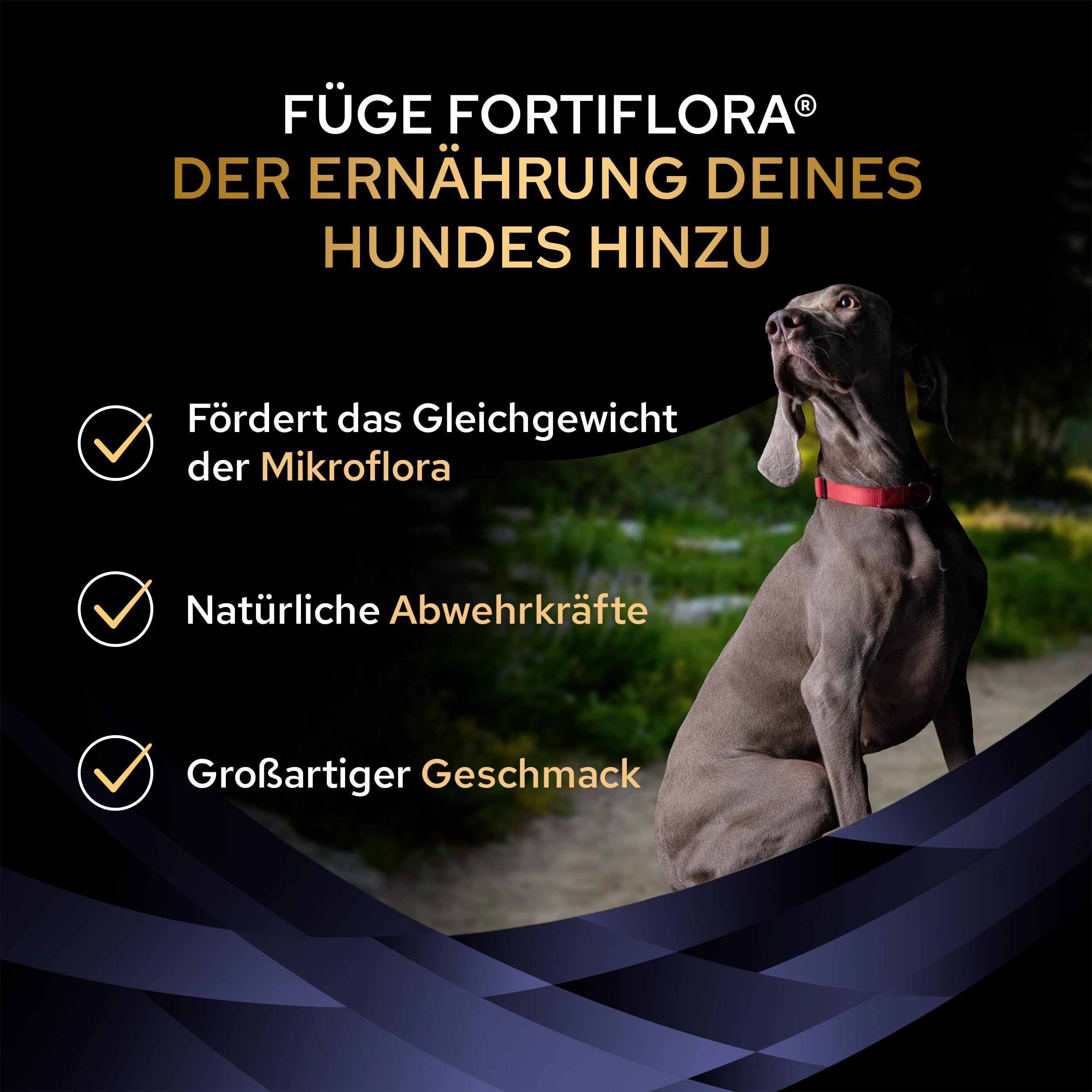 Pro Plan Forti Flora, Ergänzungsfuttermittel für Hunde zur Unterstützung der Darmgesundheit, Mit Probiotika, 30x1g