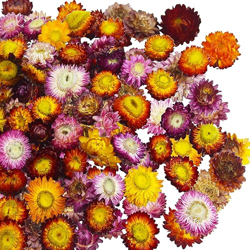 CITYES 60 piezas de margaritas secas naturales a granel, margaritas gerberas multicolor, girasoles reales, crisantemo, arreglos florales secos para