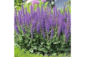 100PCS May Night Blue Salvia Meadow Sage Organic Flower Seeds