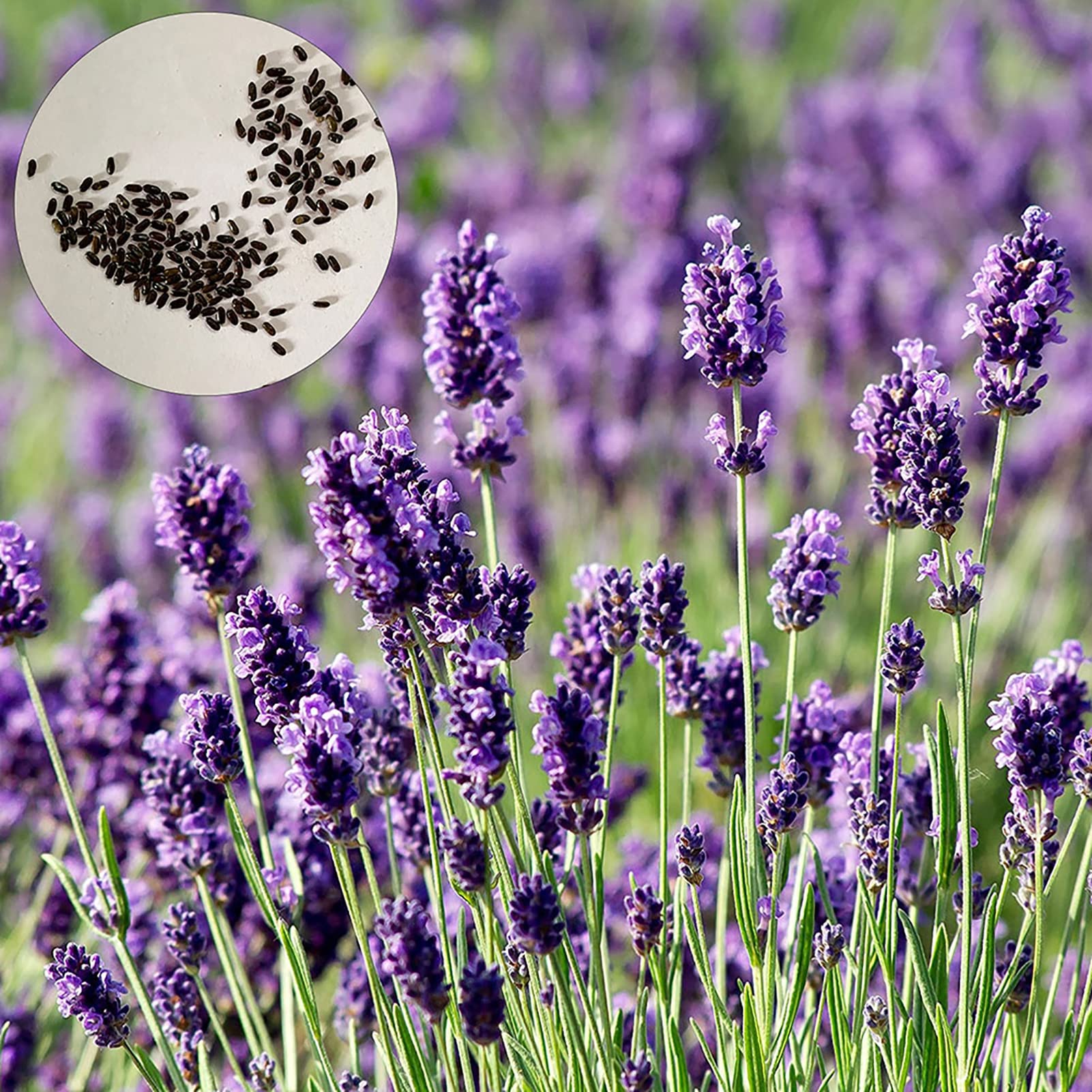 Semi Di Lavanda Vera - 350 Semi Per Balcone O Giardino, Piante Perenni Resistenti