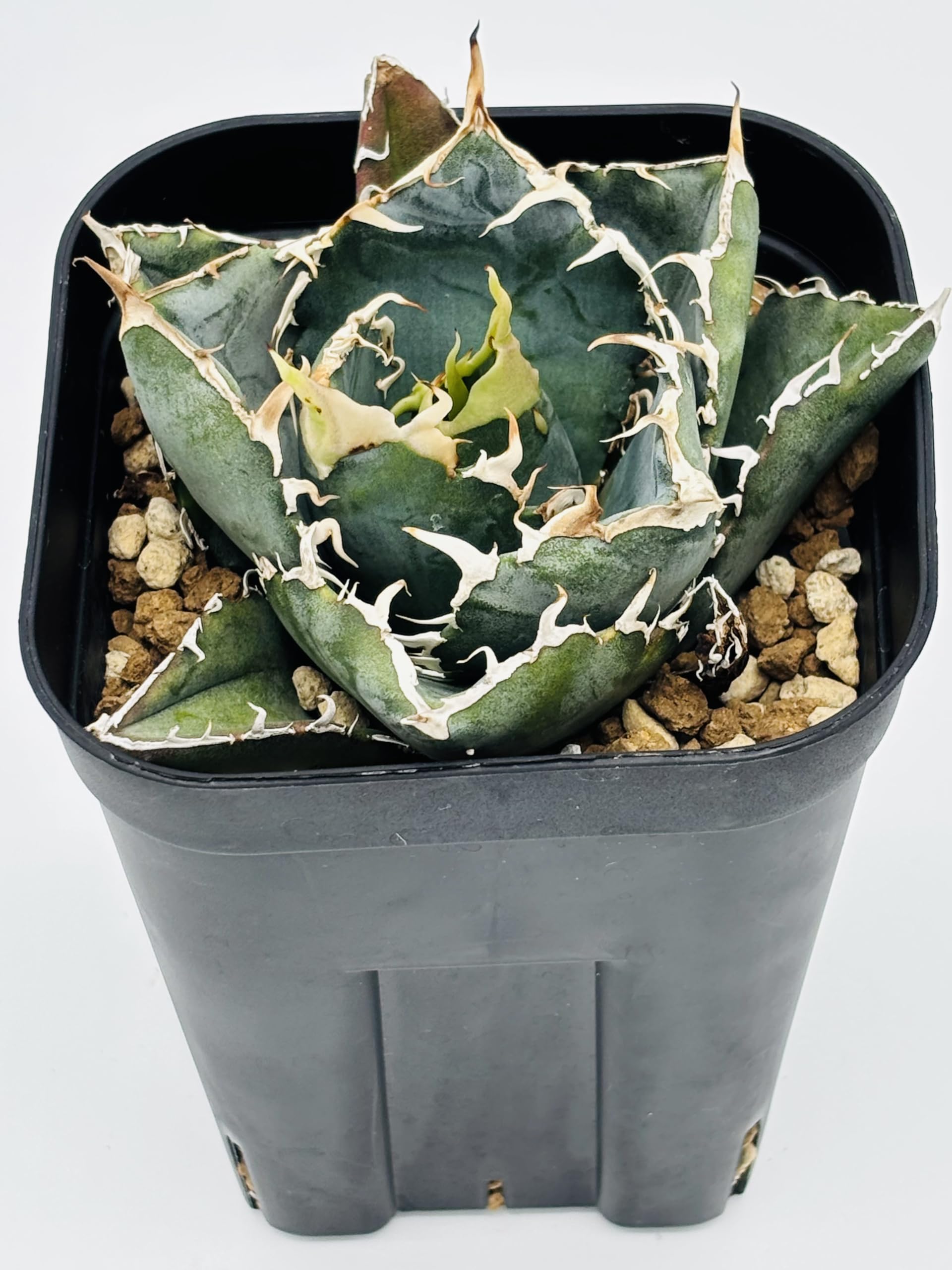アガベ チタノタ 白鯨 / Agave titanota White Whale アガベ・チタノタ白鯨（覆輪）中-005｜agave titanota white
