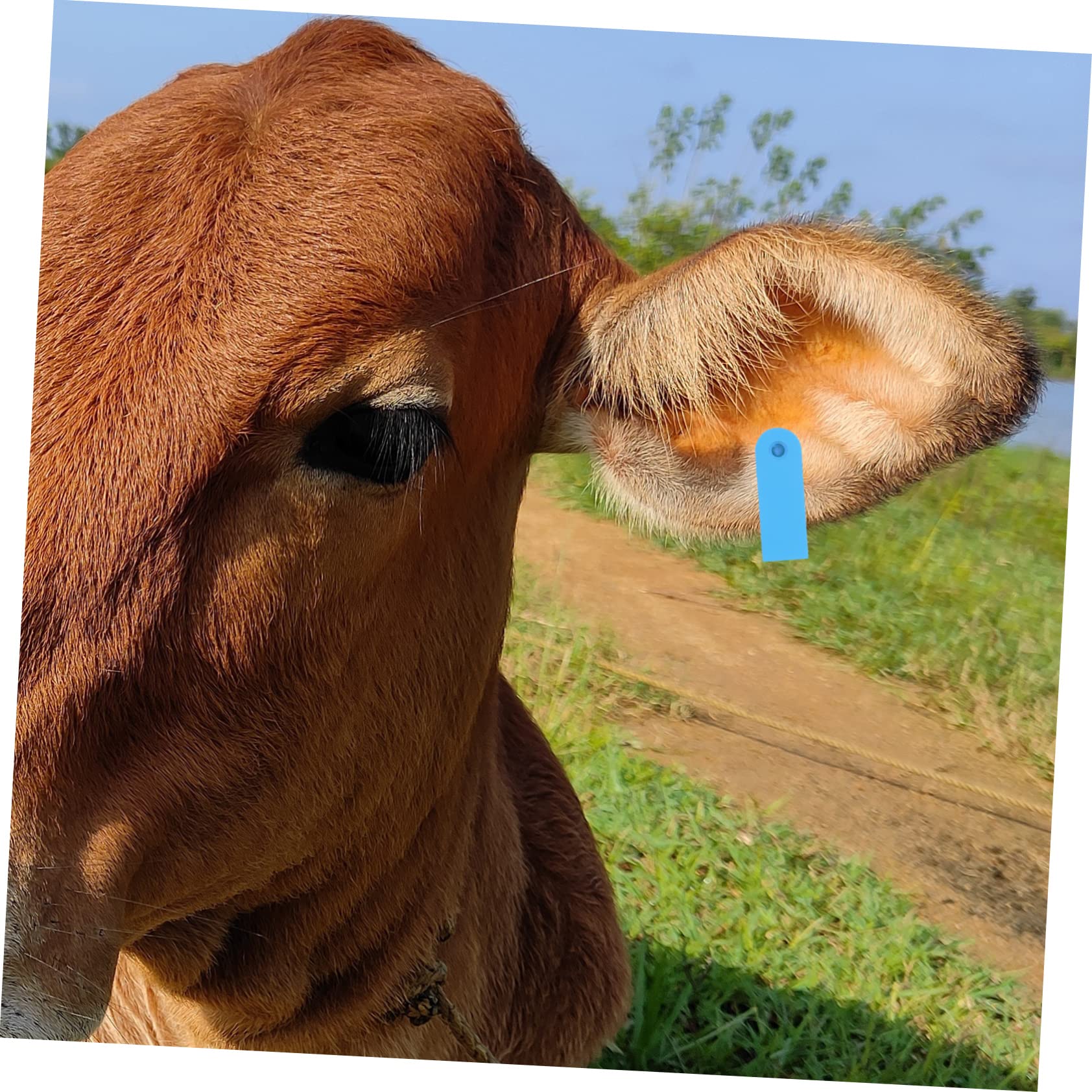 Toyvian 100 Pièces Étiquettes Identification Pour Animaux