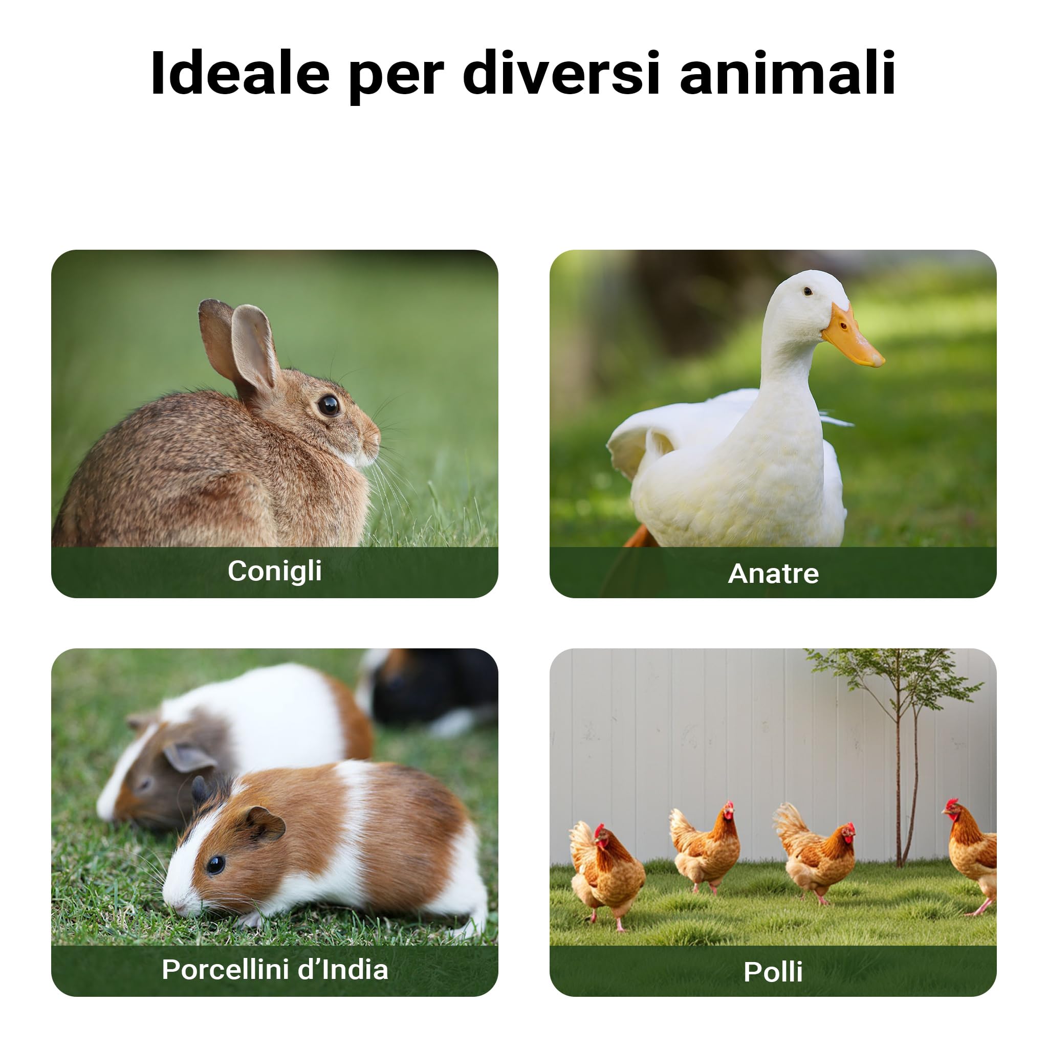 Conigliera XXL con recinto esterno per conigli lepri e piccoli animali