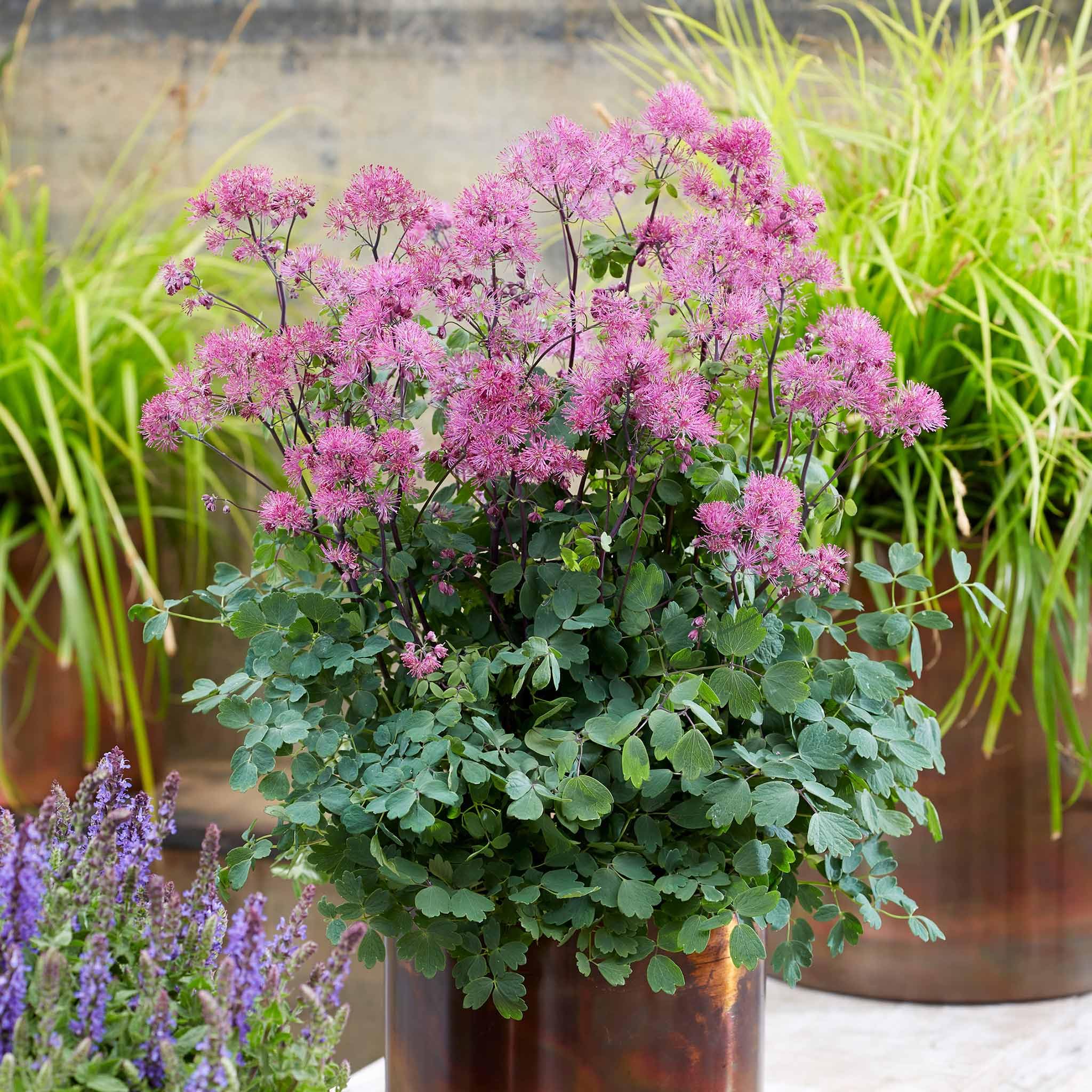 Marshalls Garden Thalictrum 'Little Pinkie' - 1 x 9cm Perennial Plant