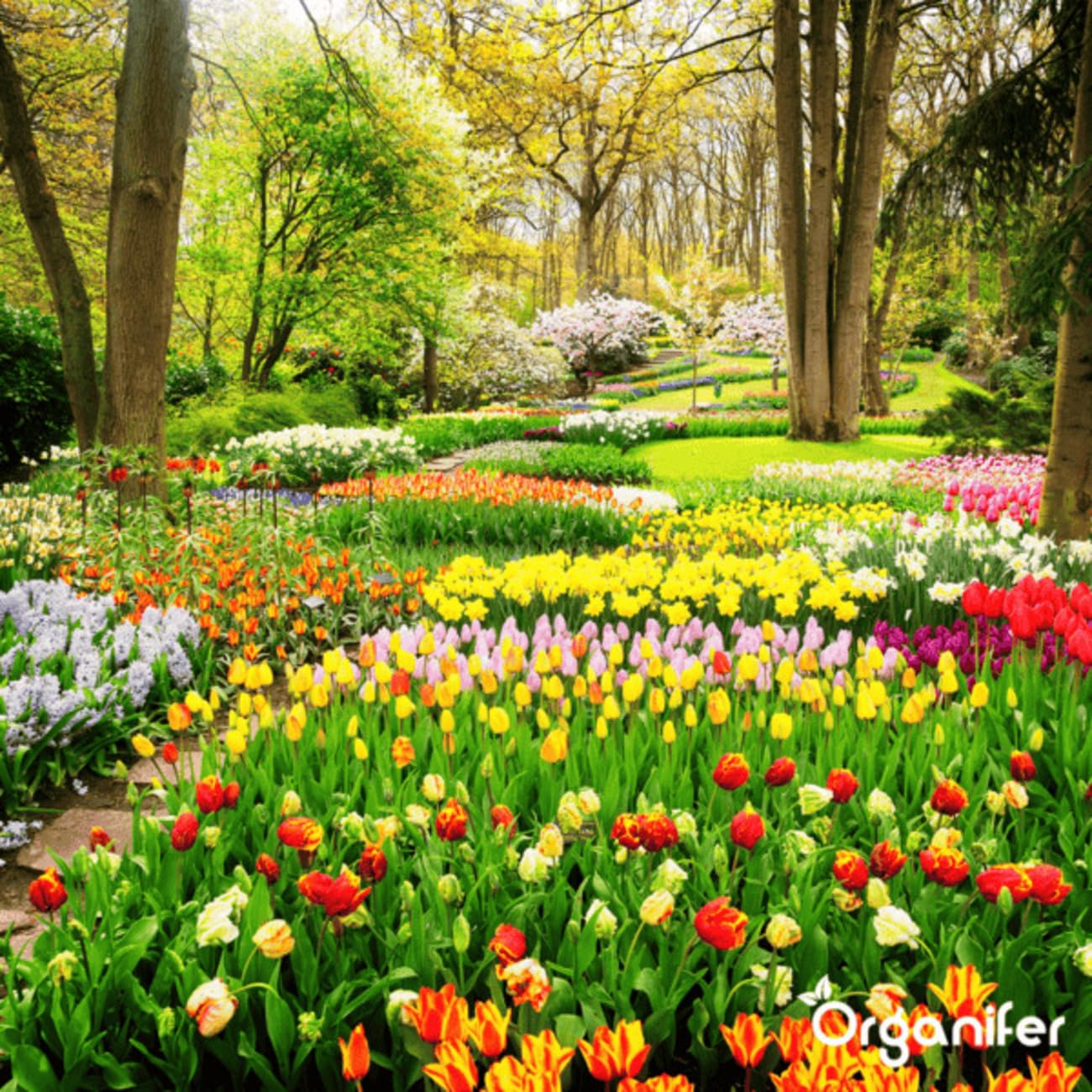 Fertilizante Líquido Para La Fase De Floración - 500ml = 250L | Fertilizante Especial Para Flores - Favorece La Floración Intensiva - Absorción Rápida Y Eficaz De Nutrientes - Organifer