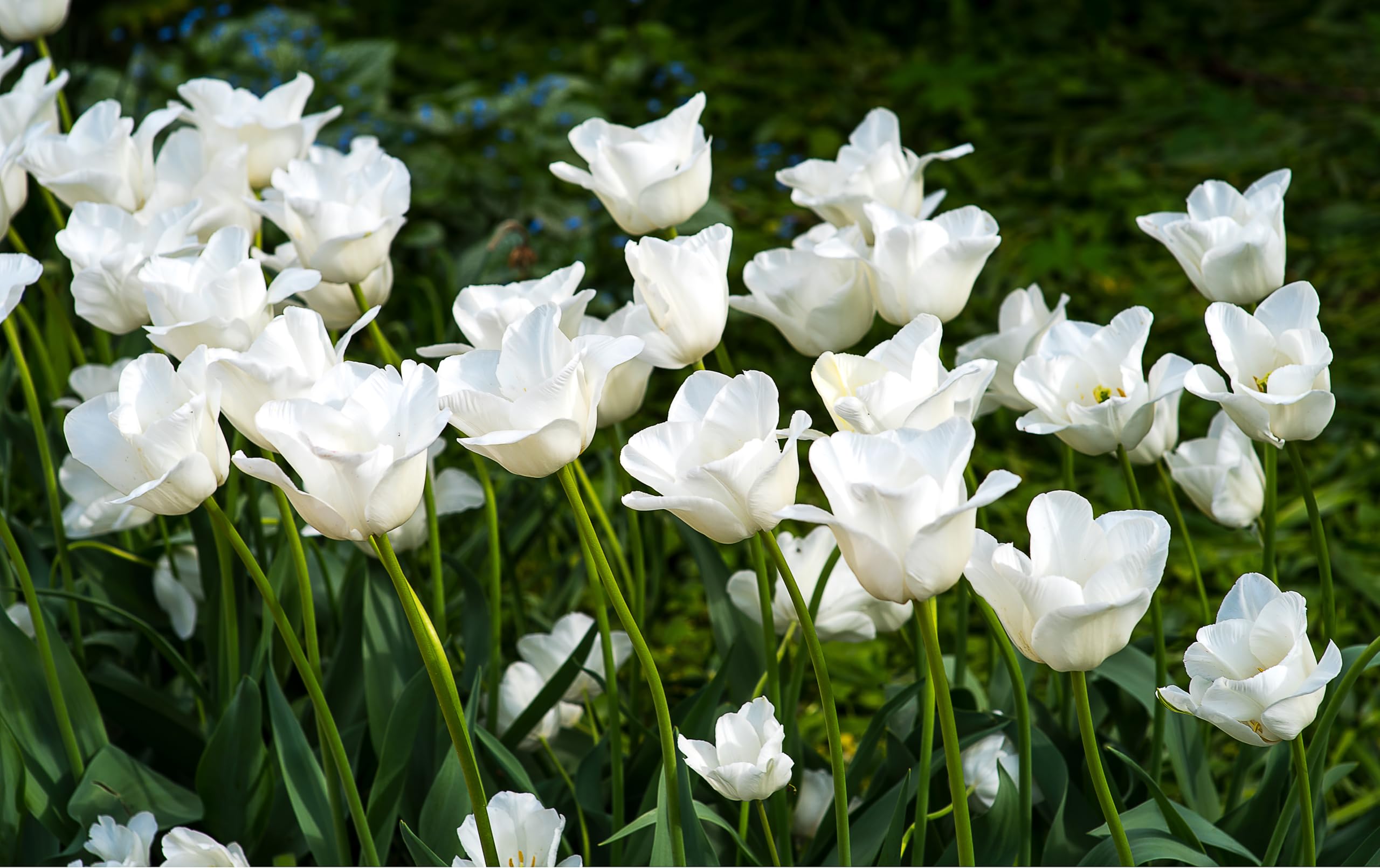 Lincolnshire Pond Plants Ltd - Allium Eros Plant Bulb x5 — view 8
