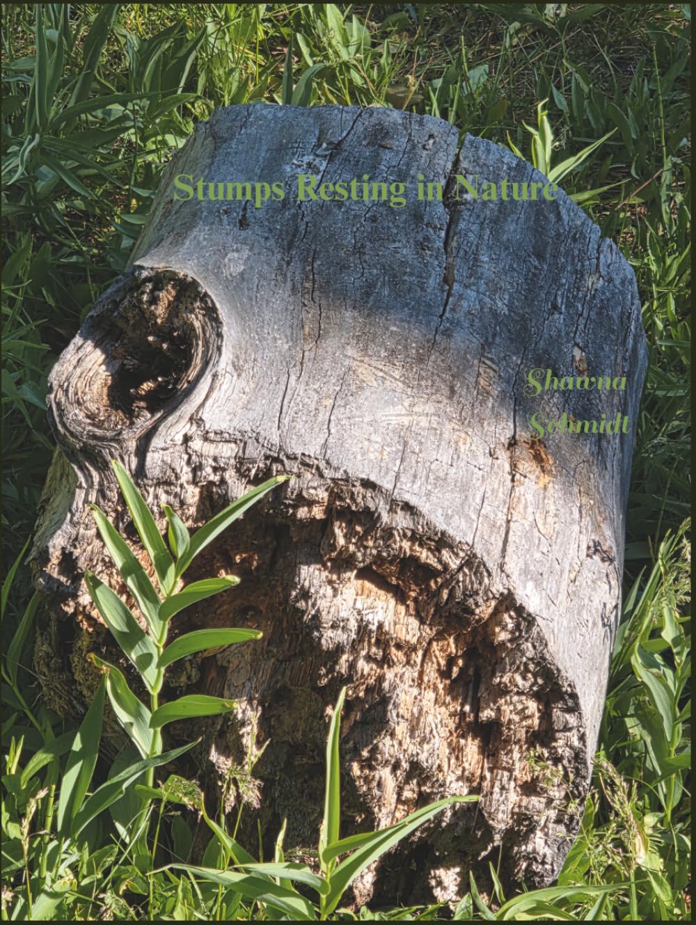 Stumps Resting in Nature: Coffee Table Book