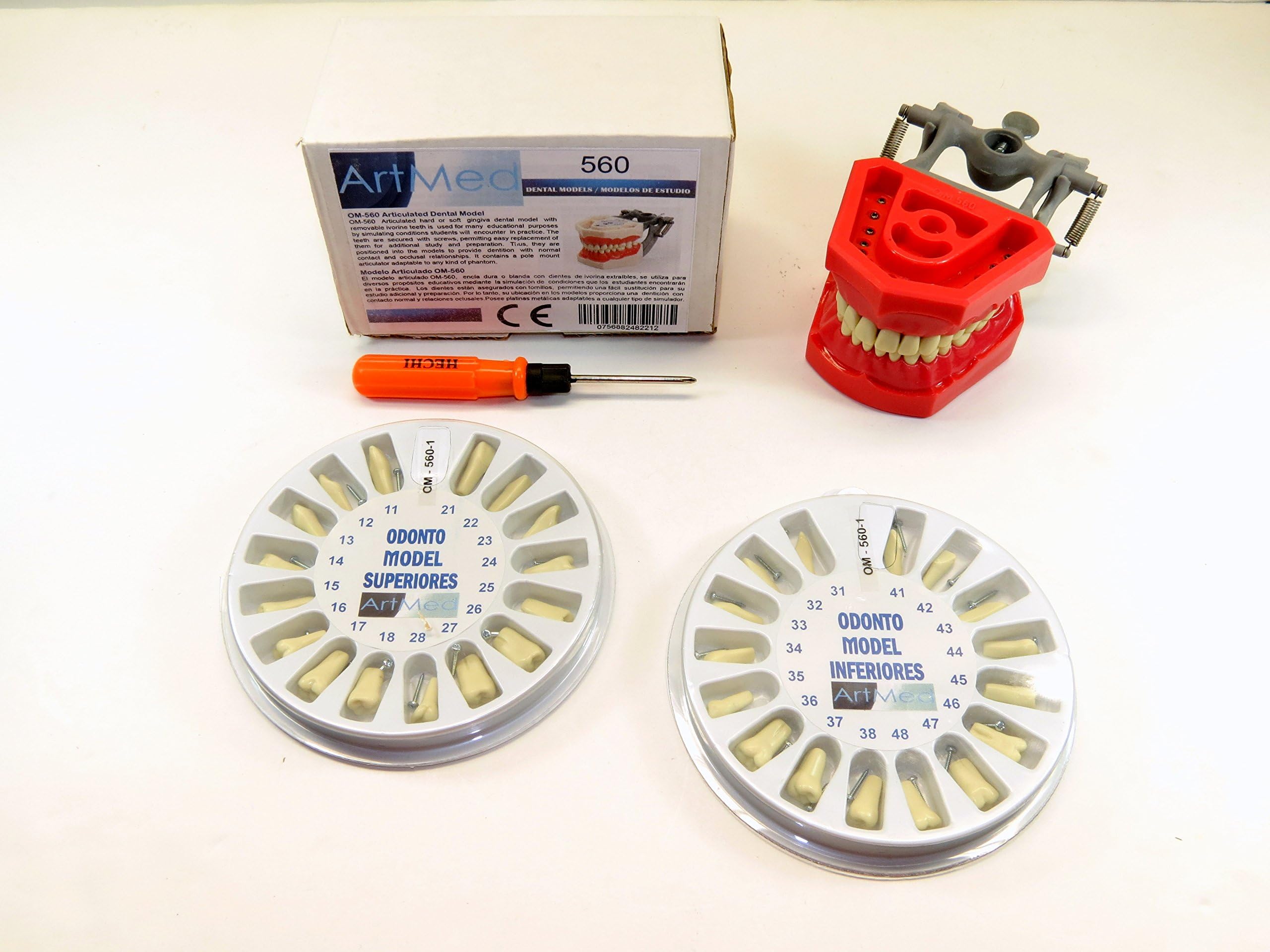 Typodont Dental Model 560 with Upper Lower Replacement Set Ivorine Teeth Complete Kit ARTMED