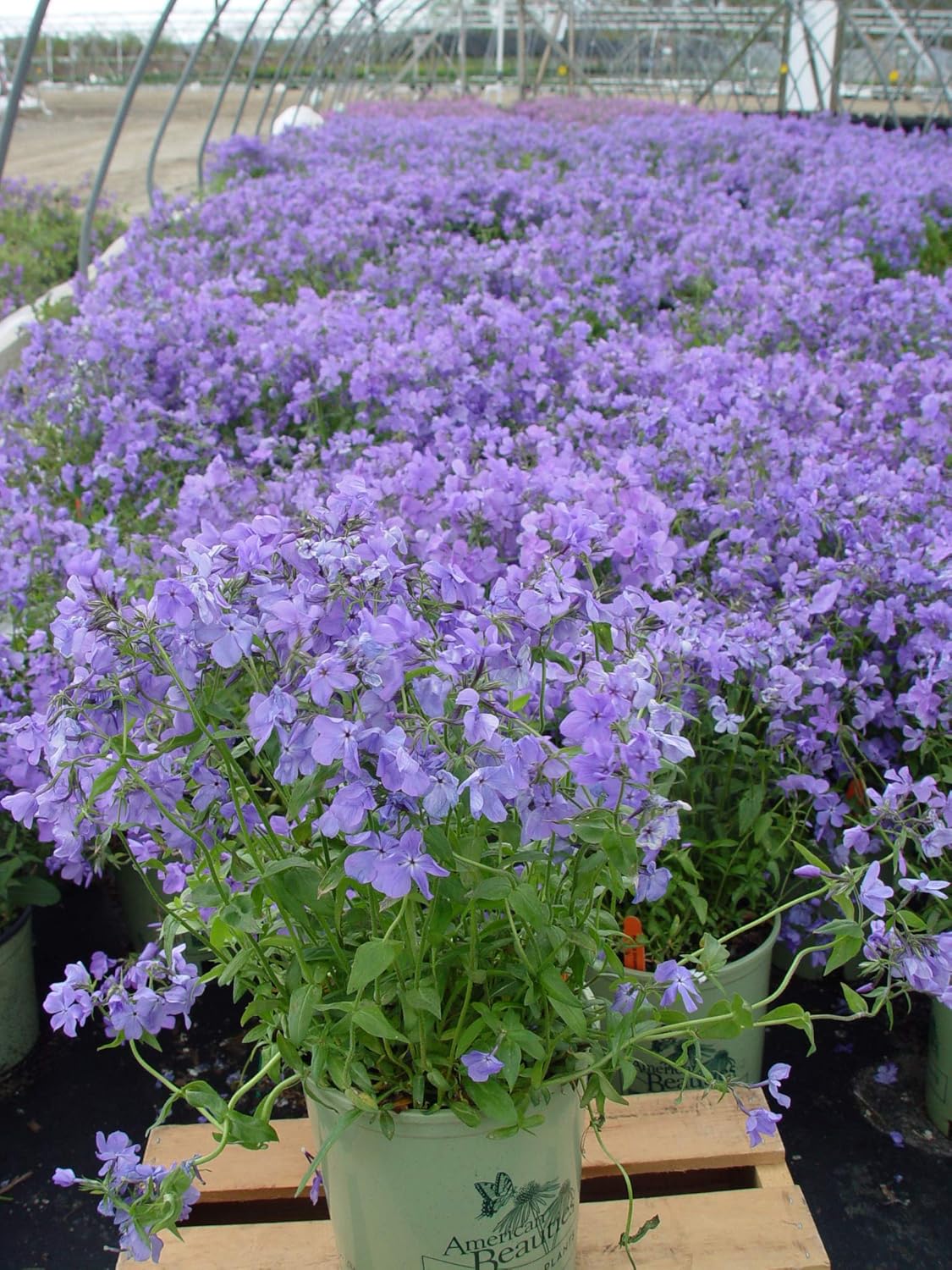 Live Plant Green Promise Farms, American Beauties Native Plants Phlox Divaricata 'Blue Moon' #1 Size Container, Blue Flowers