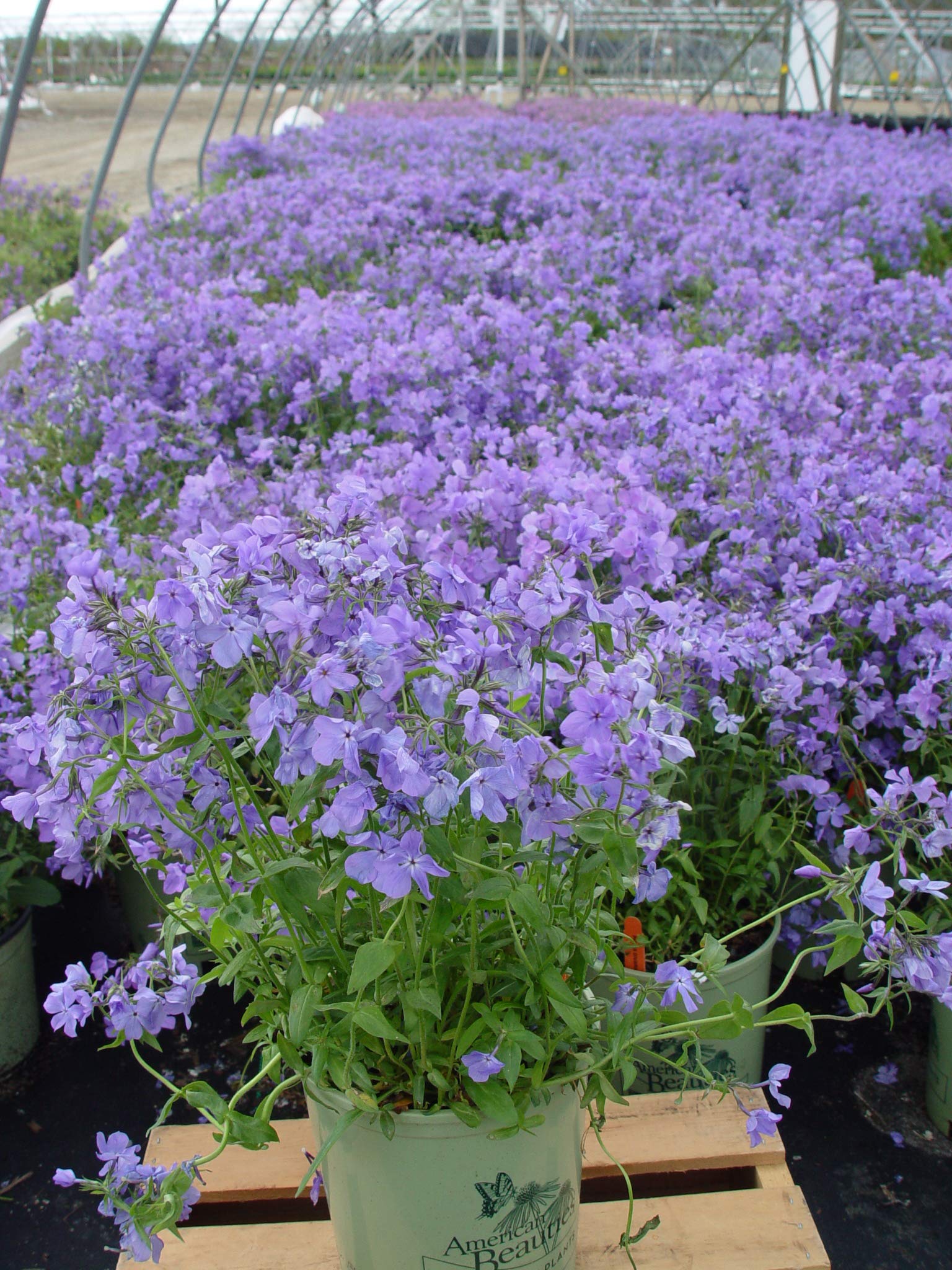 Live Plant Green Promise Farms, American Beauties Native Plants Phlox Divaricata 'Blue Moon' #1 Size Container, Blue Flowers