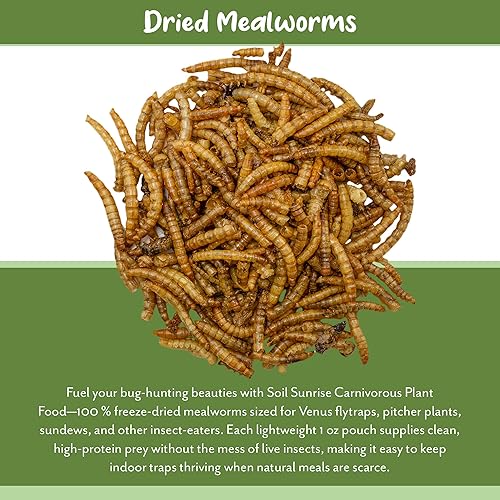 Miniatura 5 de Soil Sunrise Gusanos de harina secos para plantas carnívoras (1 onza), para alimentar plantas carnívoras (trampa para moscas Venus, planta de jarra,