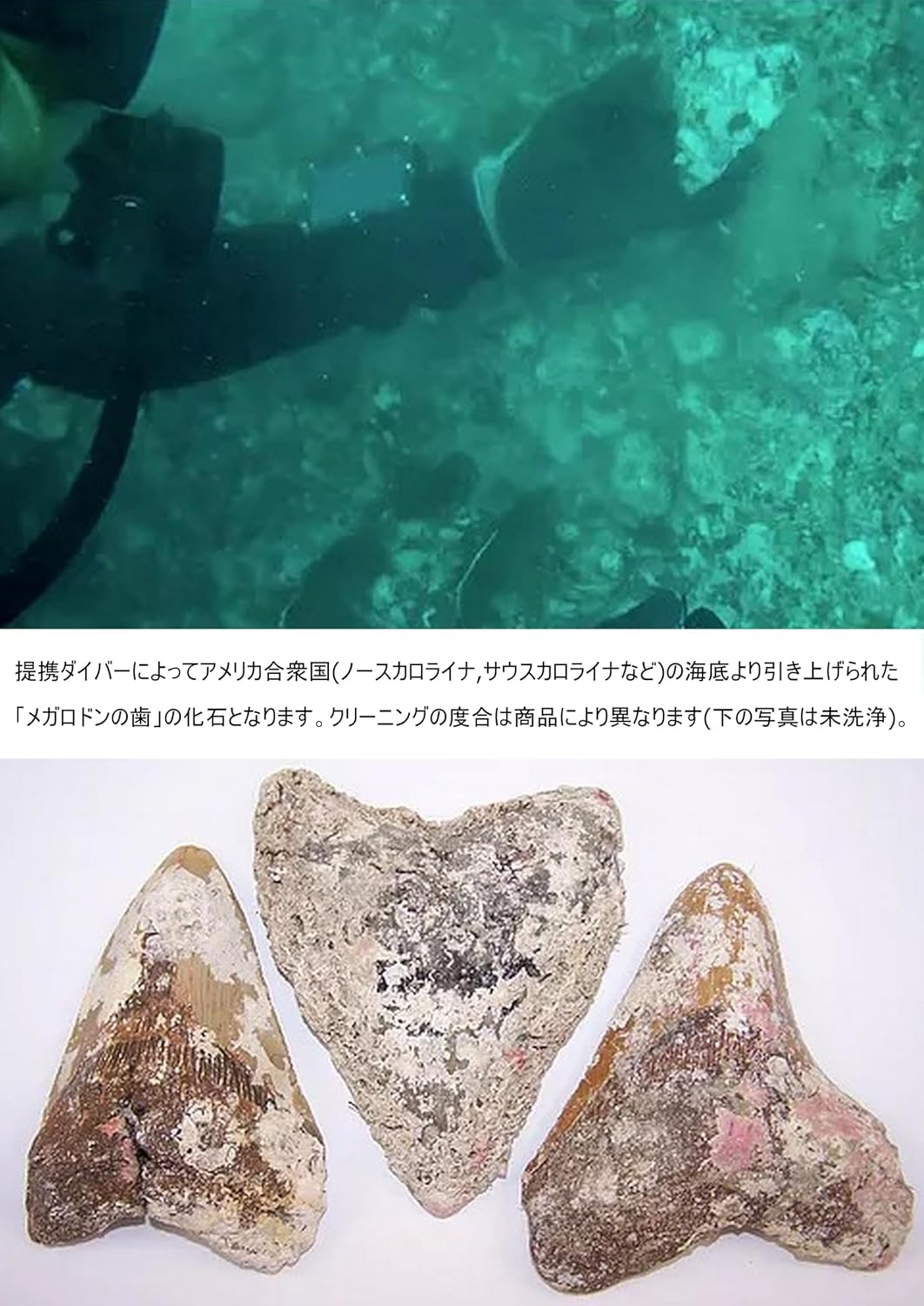 N2 stone Natural] 天然化石 メガロドン (Carcharocles/Otodus