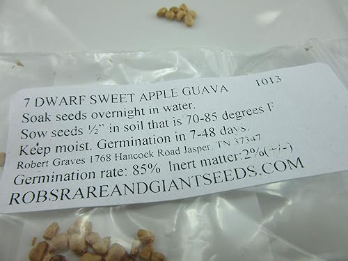 Miniatura 2 de UPC0764425786603 - Semillas de guayaba de manzana enana (Psidium guajava) de Robsrareandgiantseeds UPC0764425786603 Sin OMG, Orgánico, 1013 Paquete