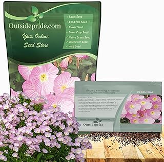 Outsidepride Showy Evening Primrose Seeds - 1/2 lb. Perennial, Hardy, Ea...