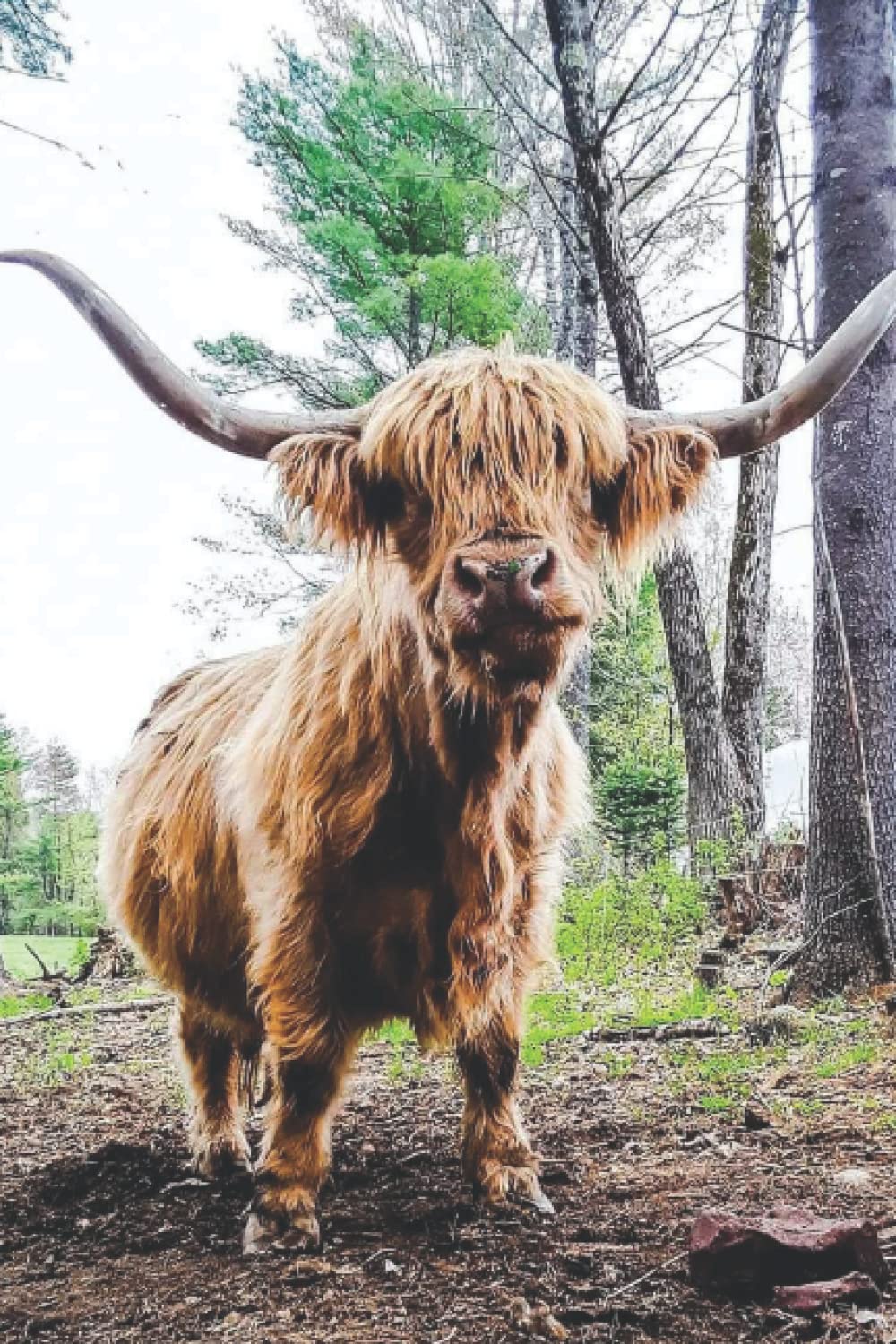 Scottish Highlander Cow Journal