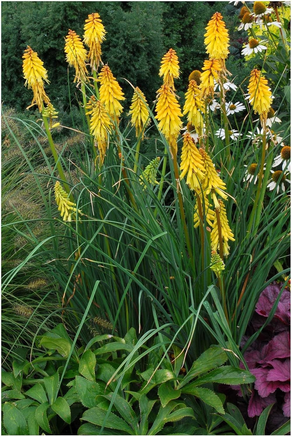 Stauden Gänge 10 x Kniphofia 'Banana Popsicle' Fackellilie Gelb winterhart | Fackellilie – winterharte Staude & Dauerblüher für sonnige Beete, mehrjährig, bienenfreundlich, 1 L Topf (11x11 cm)