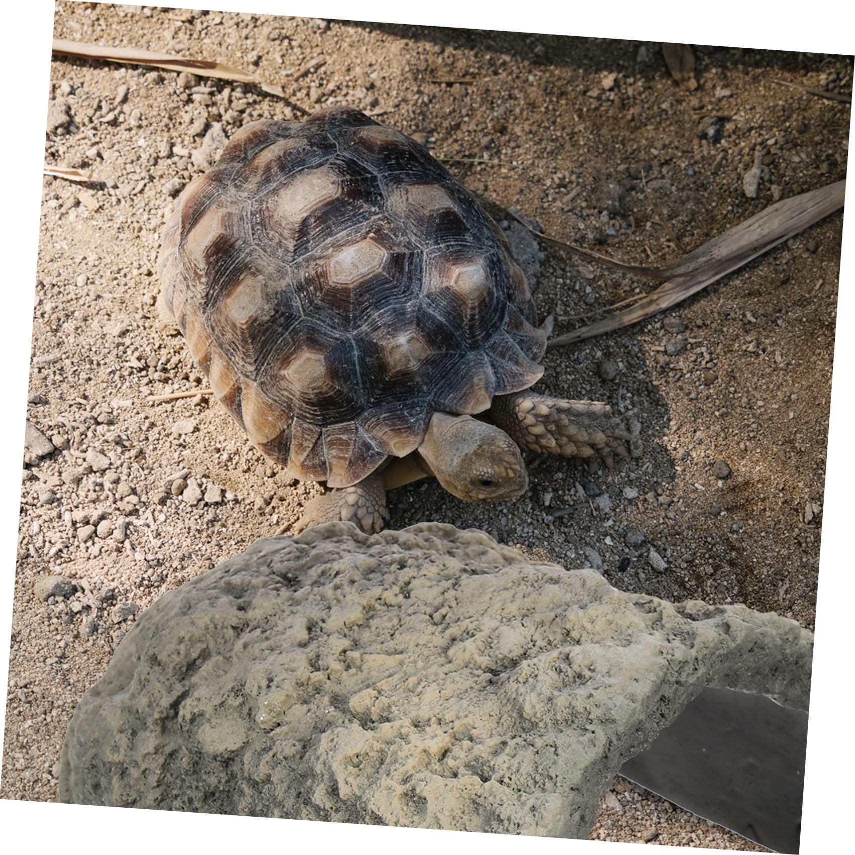 VALICLUD Cachette pour Reptiles en Résine, Grotte aux Tortues Polyvalente et Décor de Terrarium pour Habitat des Tortues et Amphibiens
