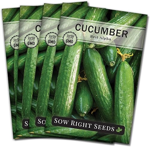 Sow Right Seeds - Semillas de pepino Beit Alpha para plantar - Paquete de reliquia sin OMG con instrucciones para plantar y cultivar un huerto