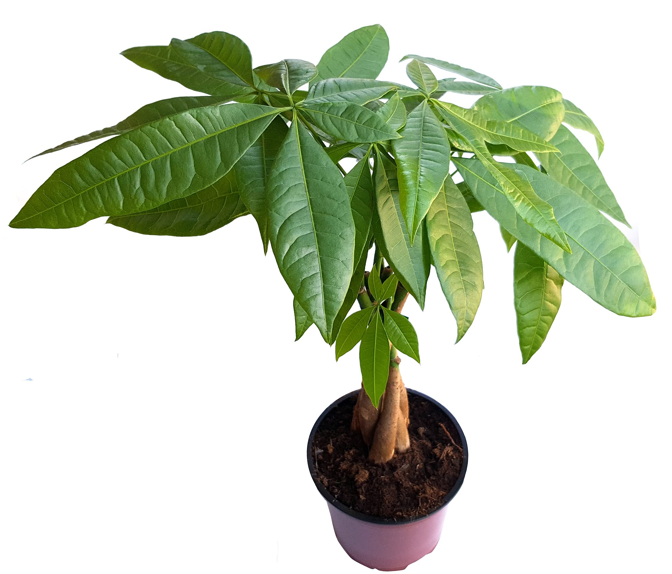 Verdecora Pachira Aquatica | Árbol del dinero | Castaño de Guayana | Perfecto para decorar tu hogar | Planta natural exótica en maceta Ø12cm (Altura total aproximada 35-40cm)