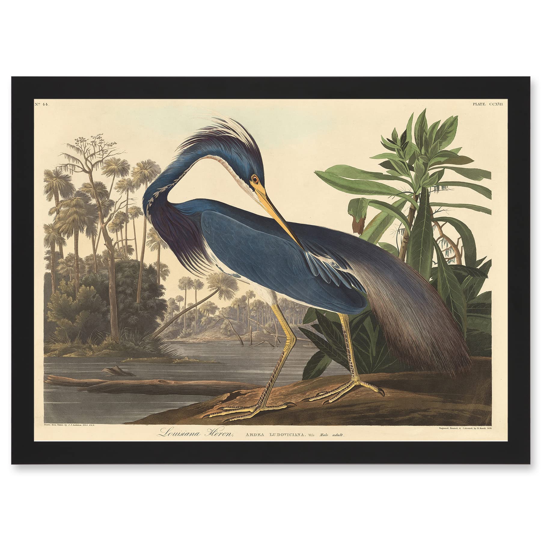 Artery8 Painting Bird Audubon Louisiana Heron Artwork Framed A3 Wall Art Print