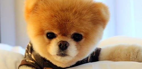 Doggy – vue 6