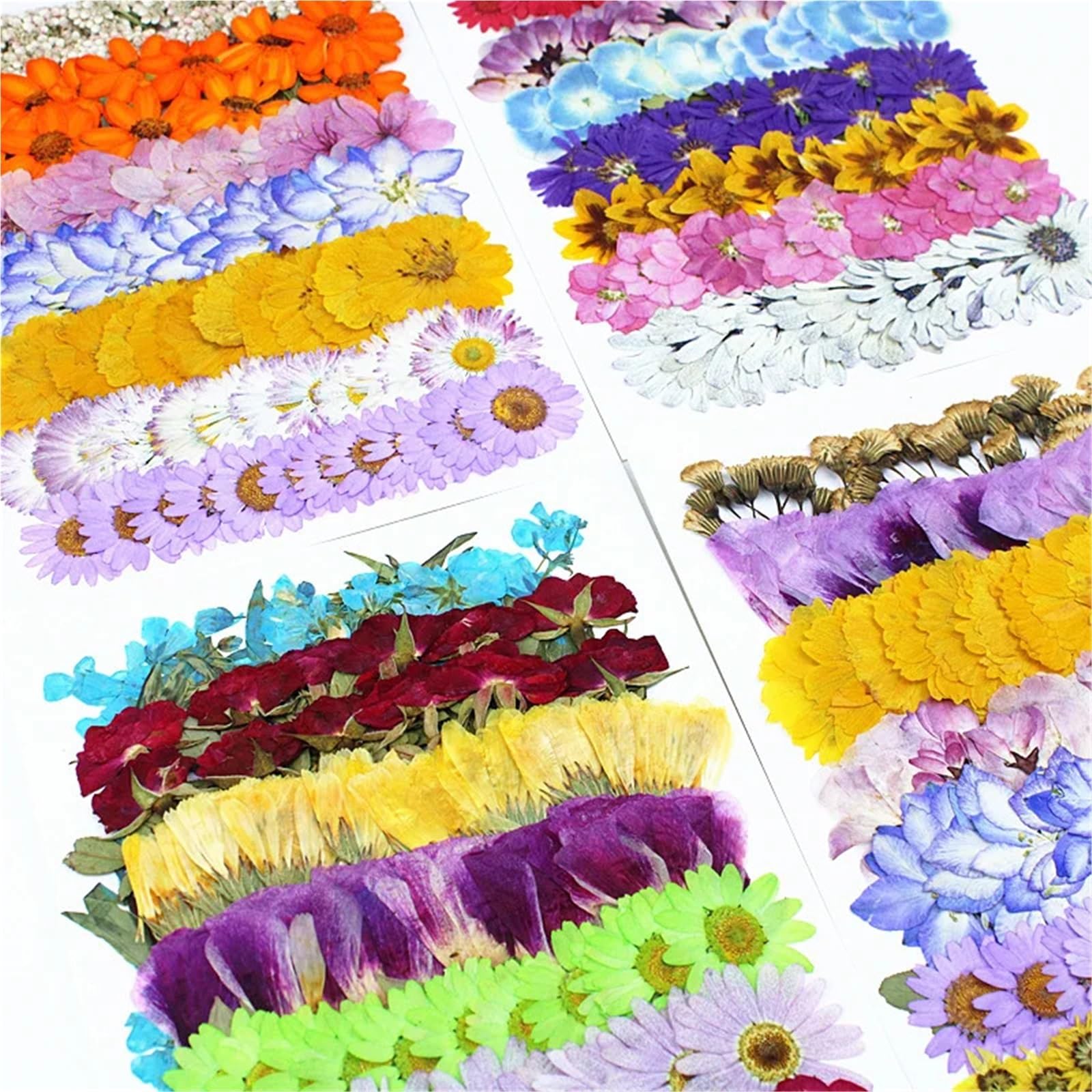 Fiori Pressati ed Essiccati Kit materiale for pressare fiori secchi