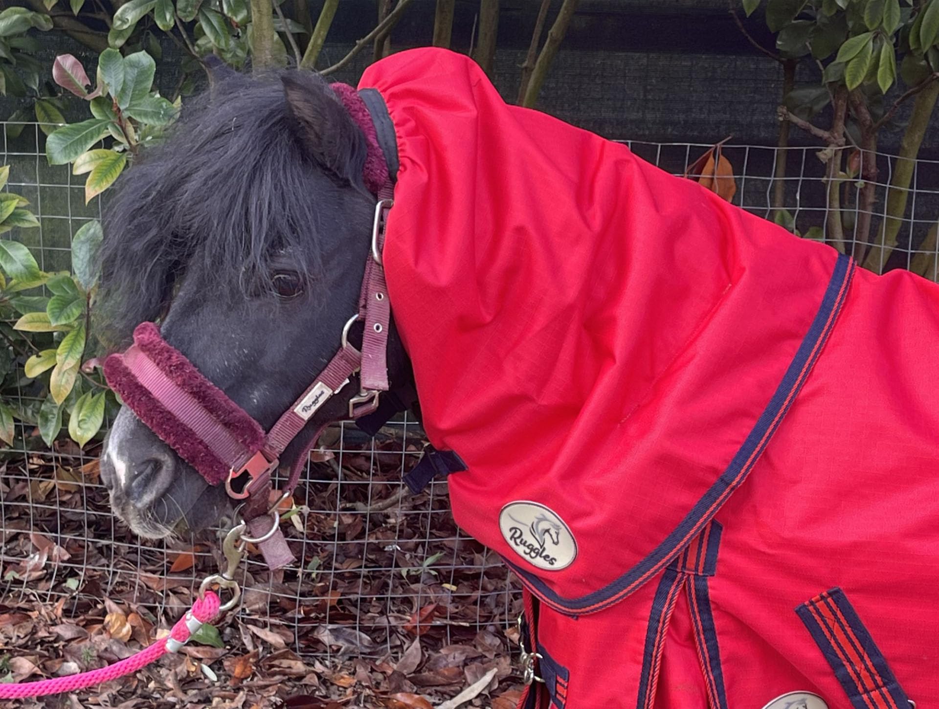 Ruggles 50g Turnout NECK COVER for Shetland Donkey Section A Miniature Horse | Durable 1200D Teflon Coated Waterproof Breathable Outer Fabric (S - XL) (Tomato Red, Large)