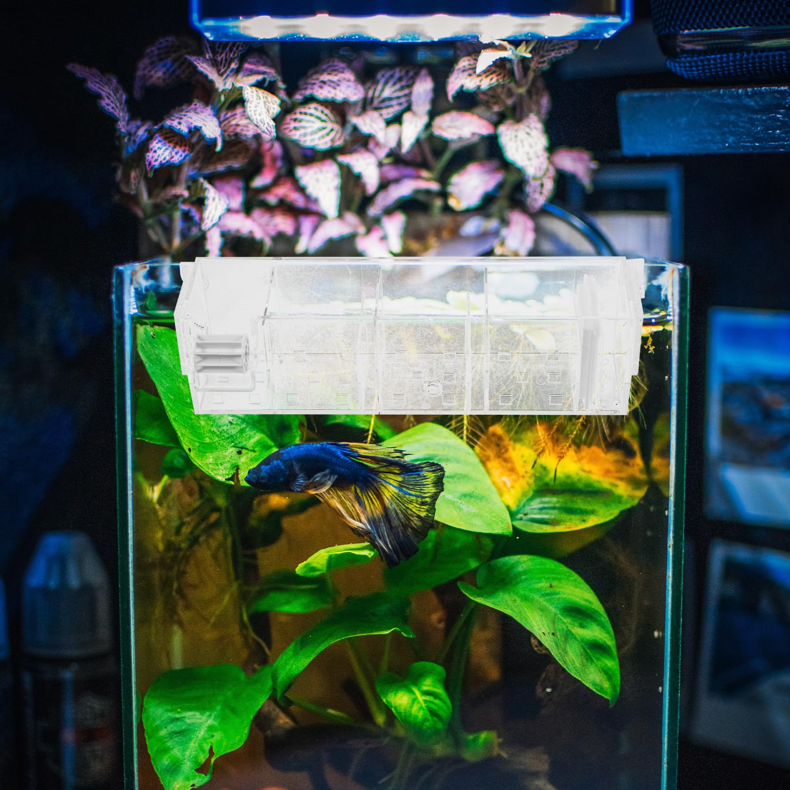 HOMSFOU Caja de Filtro con Bomba de Agua para Acuario de Acrílico Filtro Silencioso y Diseño Claro para Filtrado en Peceras