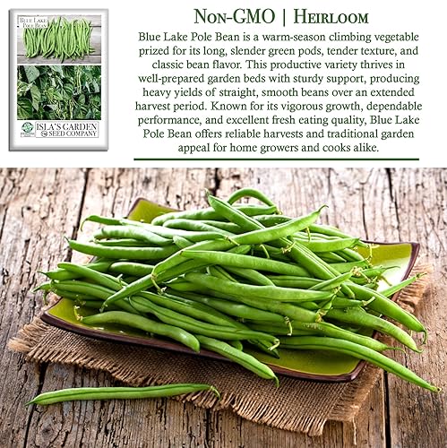 Miniatura 3 de Blue Lake Pole - Semillas de frijol para plantar, más de 50 semillas de frijoles verdes tradicionales por paquete, semillas de jardín de Isla,
