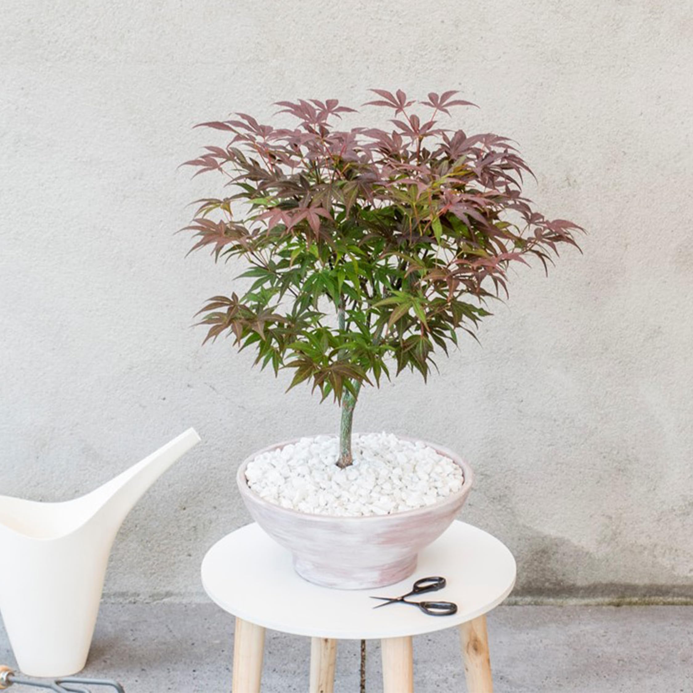 Plant in a Box - Érable du Japon - Acer palmatum 'Atropurpureum' - Hauteur 60-70cm - Pot 19cm - Plante d’extérieur - Rouge