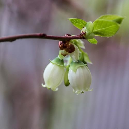 Miniatura 4 de Bushel de 2 galones y bayas arándanos, Jelly Bean Shrub