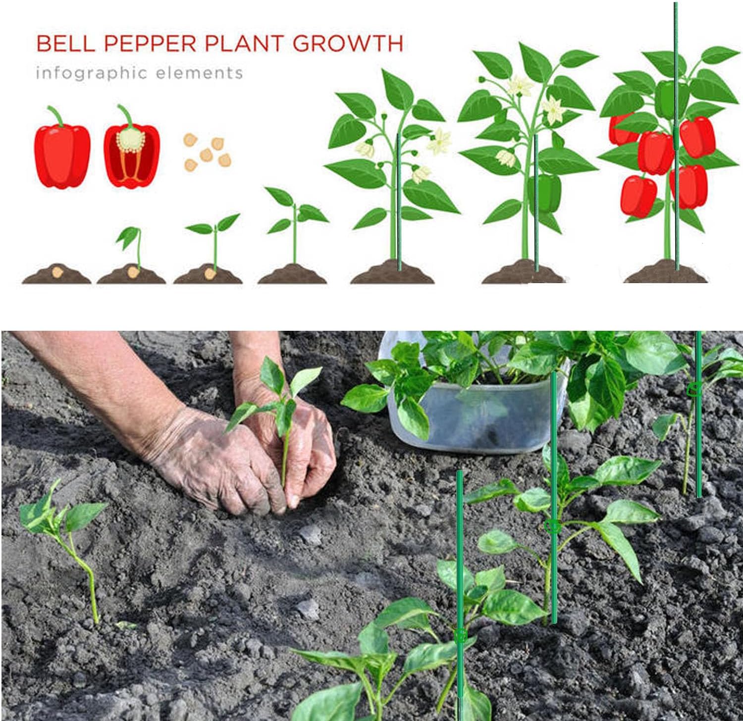 70sets Garden Stakes Set with Fiberglass Plant Stakes Sticks Supports and Accessories, DIY 4ft 5ft 6ft 7ft Tomato Stakes for Tomato,Vegetables, Pepper, Indoor Outdoor Spring Plants