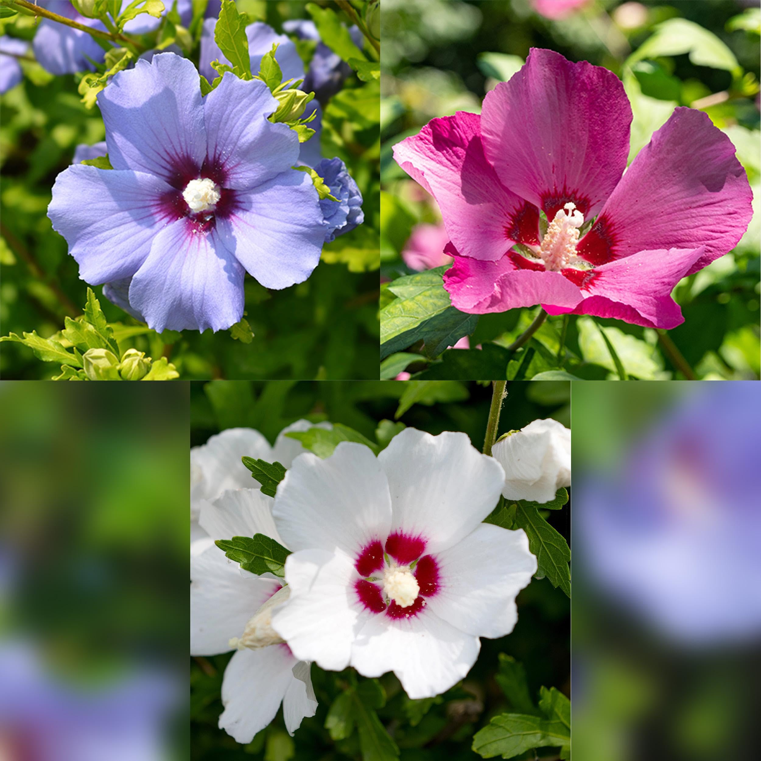Hibiscus syriacus Tricolour - 3 plantes en Bleu, Rose ou Blanc - Décidu - Peu d'entretien - 35-45cm - Ø18cm - Plante de jardin