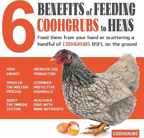 Vista 5 de Larvas secas de mosca soldado negro de 2 libras – Alimento de pollo alto en proteínas con más calcio que los gusanos de la harina para pollos