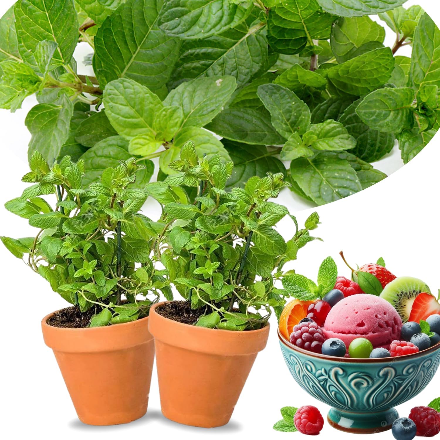 2 Pineapple Mint Plants Live Clumps Potted, Size 5-9" in Tall, Fresh Mints Herb for Indoor Outdoor Growing, Culinary Gardening, Cold Hardy and Fast-Growing