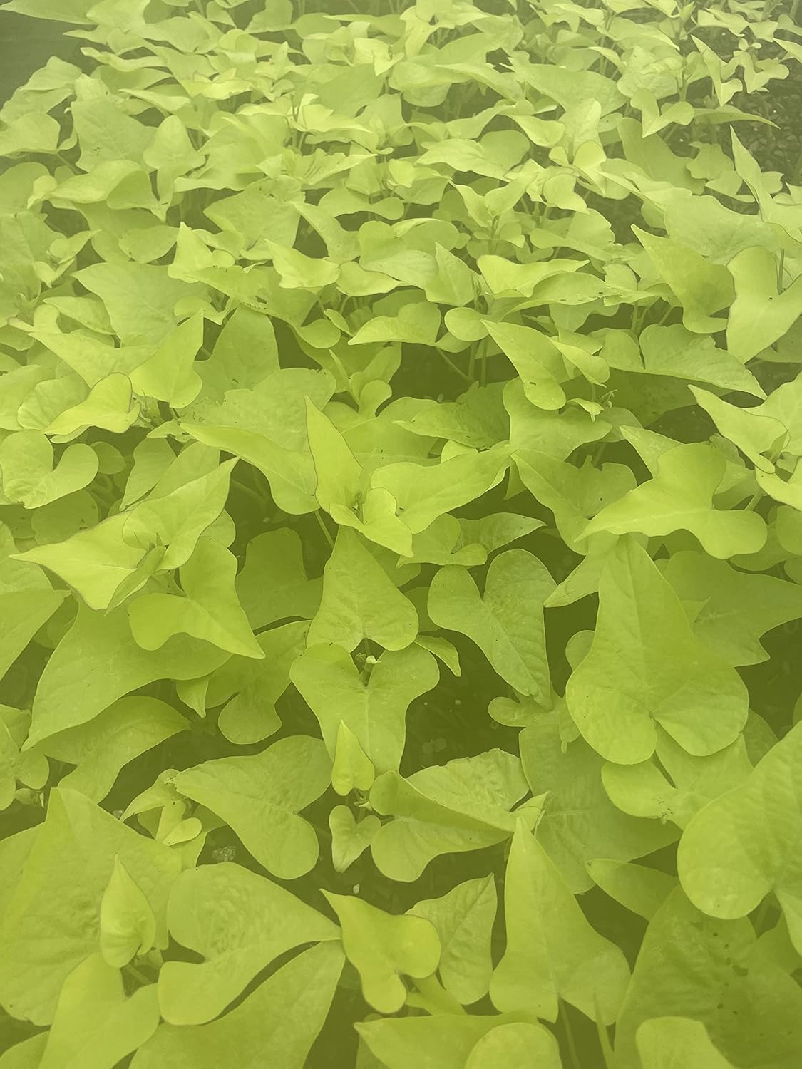Marguerite Sweet Potato Vine, in 2.25 inch Pot- Decorative Vine only, not Vegetable producing (6)