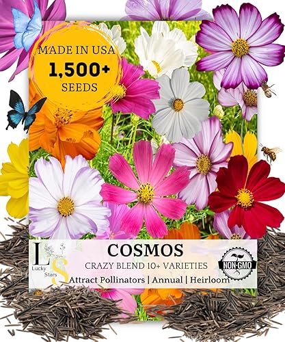 Mix Cosmos Bipinnatus Semillas de flor – Garden Cosmos Aster mexicano 11 colores sin OMG | Orgánico | reliquia (0.35 oz)