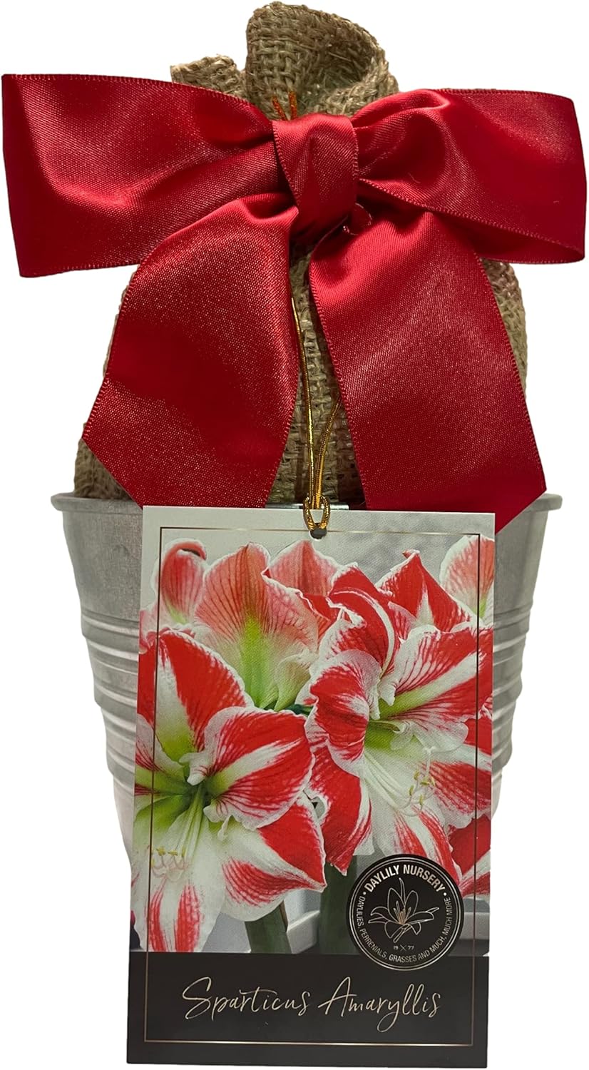 Amaryllis Holiday Gift Growing Kit, Includes an Rustic Tin Pot, Big Sparticus Bulb, and Professional Growing Medium!!!