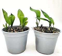 POWERS TO FLOWERS - Bear Garlic, 2 Plant Pot 14 cm Diameter, Real Plants