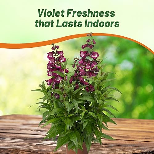 Miniatura 5 de Outsidepride Arabesque Violet Penstemon Semillas para plantar, 30 piezas de semillas de flores perennes con flores aromáticas, en forma de campana,